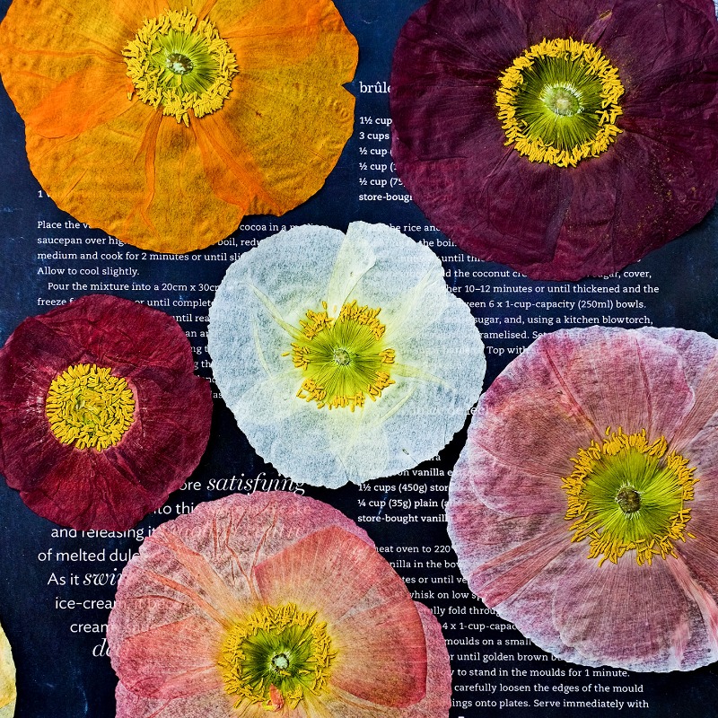 1pcs,Nature Field Poppy Presse - Resin Art Frame avaliação e preço