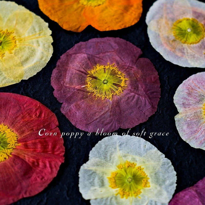 1pcs,Nature Field Poppy Presse - Resin Art Frame avaliação e preço