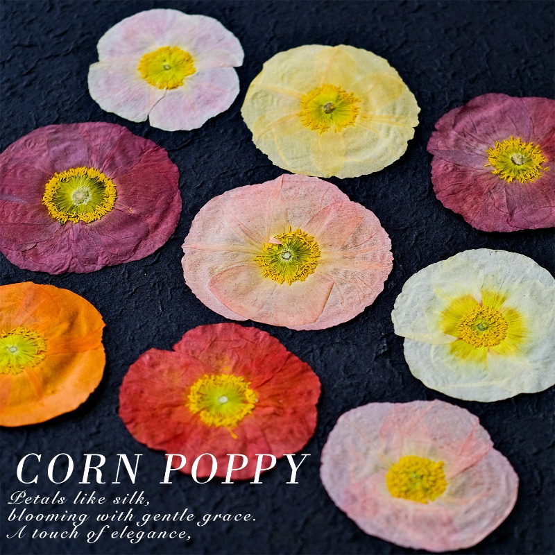 1pcs,Nature Field Poppy Presse - Resin Art Frame avaliação e preço
