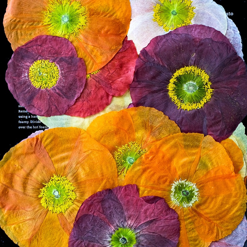 1pcs,Nature Field Poppy Presse - Resin Art Frame avaliação e preço