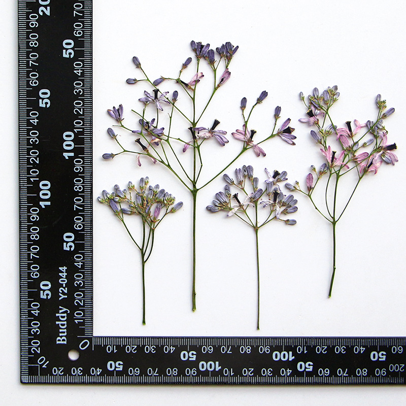 60Pcs Neem Tree Flower Branche - Resin Art Frame avaliação e preço