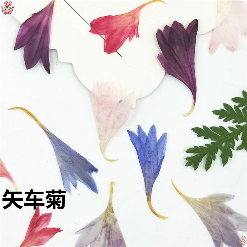 20 Plant Specimens, Cornflower - Resin Art Sticker avaliação e preço