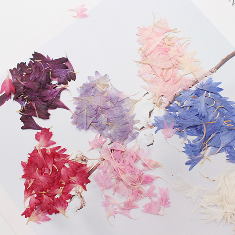 20 Plant Specimens, Cornflower - Resin Art Sticker avaliação e preço